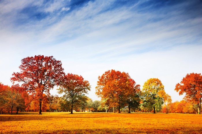 Autumn trees in a park with blue sky