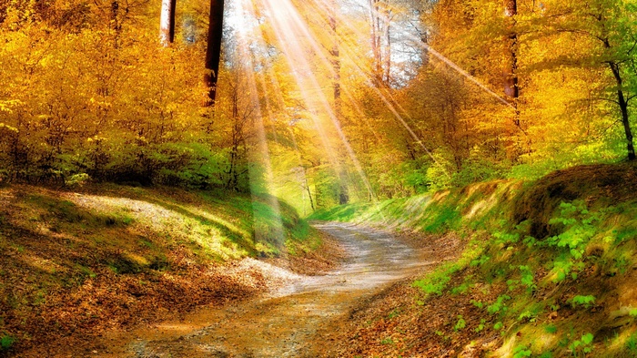 Sunbeams through autumn forest path