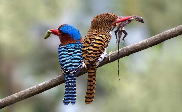 Two Banded Kingfishers with Prey on a Branch