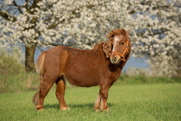 Brown pony with orange halter in a field