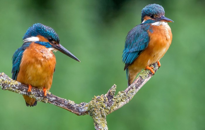 Two Common Kingfishers on a Branch