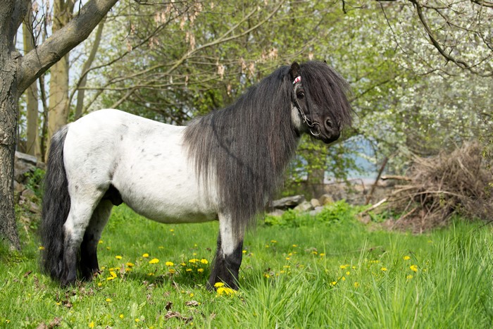 Pony with long mane in a grassy field