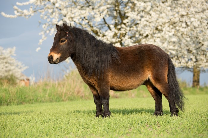 Pony standing in a grassy field with blooming trees