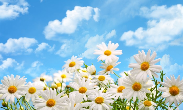 4K White Camomiles Against Blue Sky with Clouds