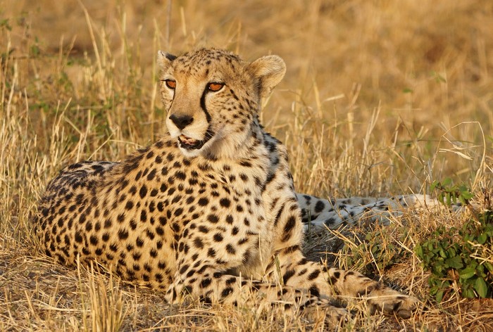 Cheetah lying in dry grass