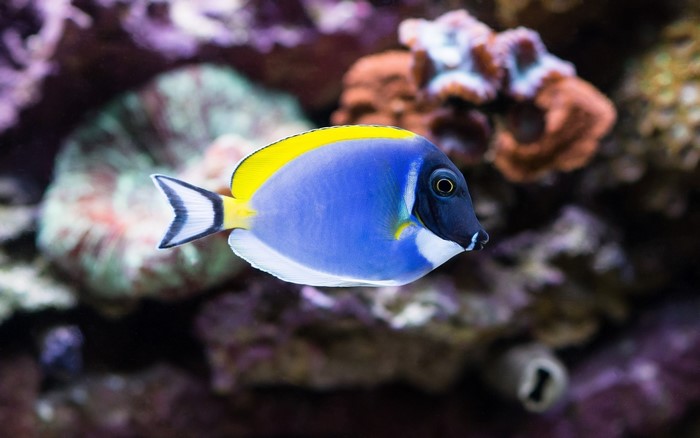 Blue and yellow fish swimming underwater