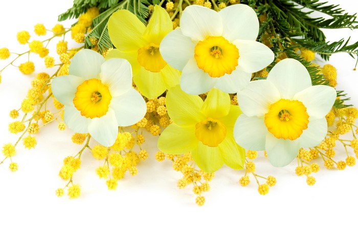 Daffodils and Silver Wattle Flowers