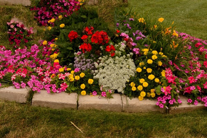 Flower bed with petunias, begonias, and marigolds