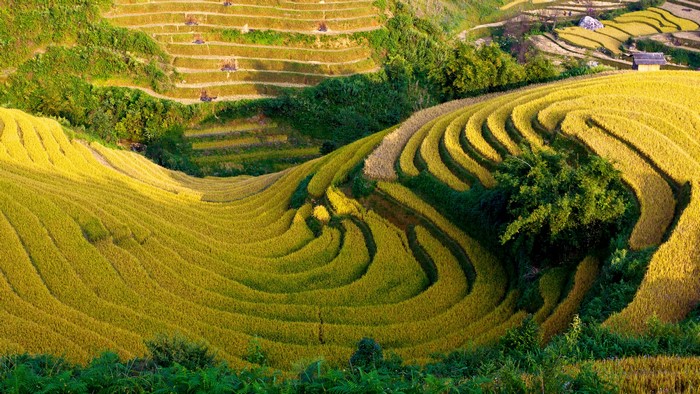 Golden Rice Terraces on a Hillside