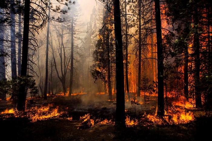 Forest fire with flames and smoke