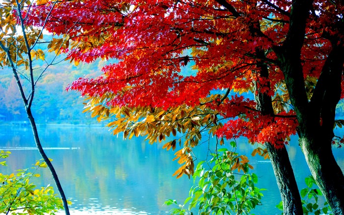 Autumn trees with red and yellow foliage by a lake