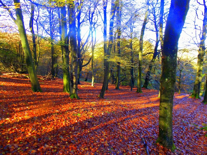 Autumn forest floor covered in fallen leaves with sunlight filtering through trees