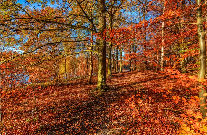 Autumn forest with colorful foliage and trees