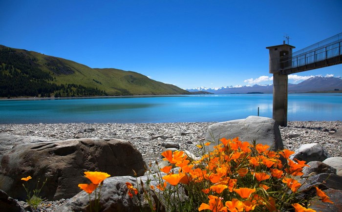 Orange poppies on a rocky shore with a turquoise lake and mountains