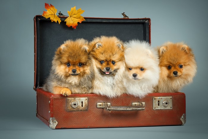 Four Pomeranian puppies in a vintage suitcase