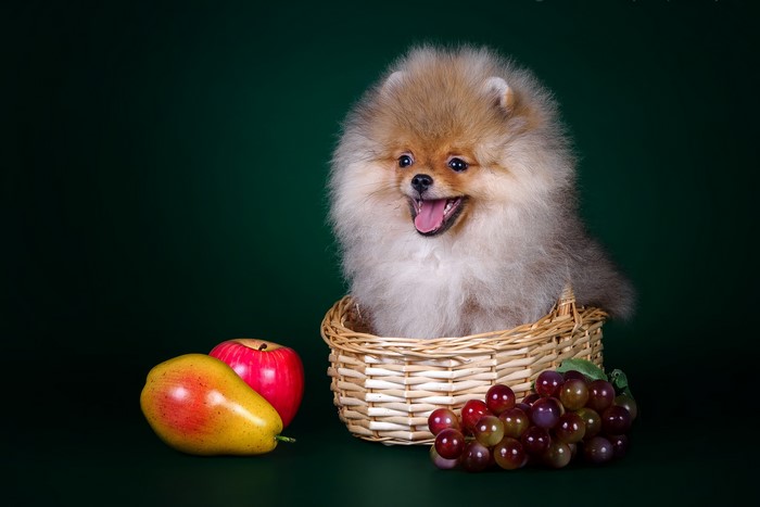 Fluffy Pomeranian puppy in a basket with fruit