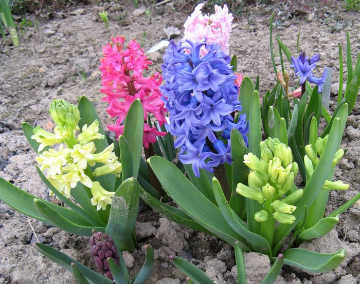 Hyacinths in bloom