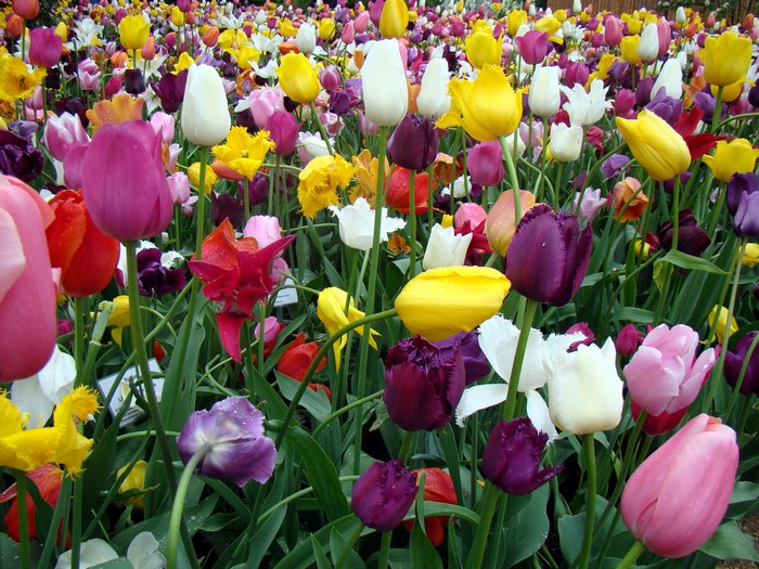A field of colorful tulips in bloom