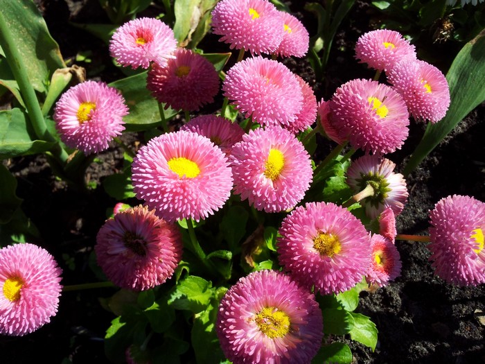 Many pink asters with yellow centers
