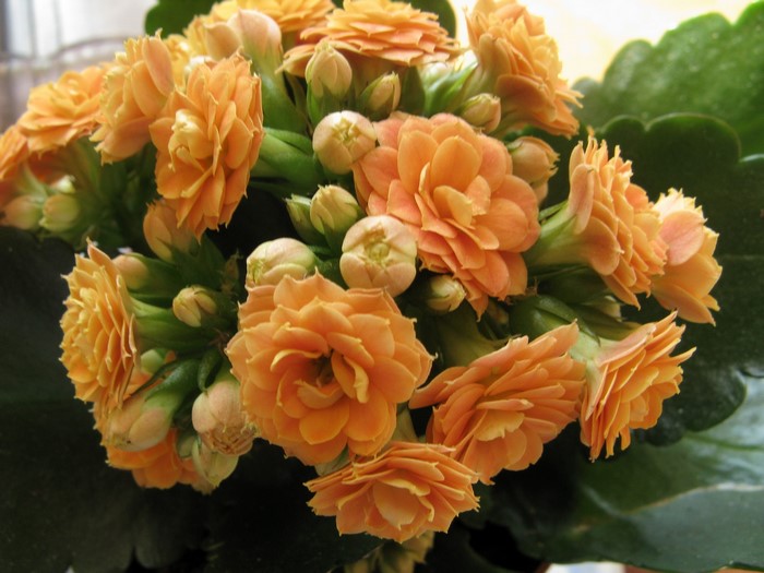 Orange Kalanchoe flowers in close-up