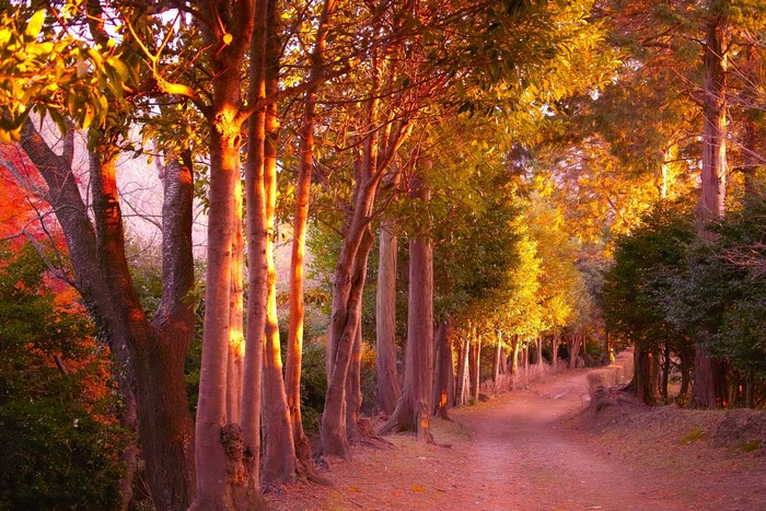 Autumn park with trees and a path
