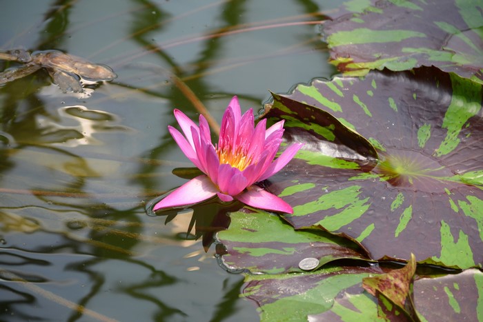 Pink water lily on a pond with lily pads