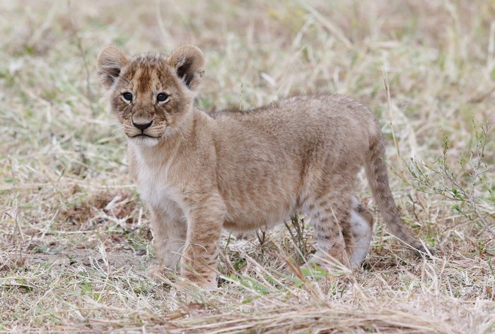 Lion cub standing in dry grass