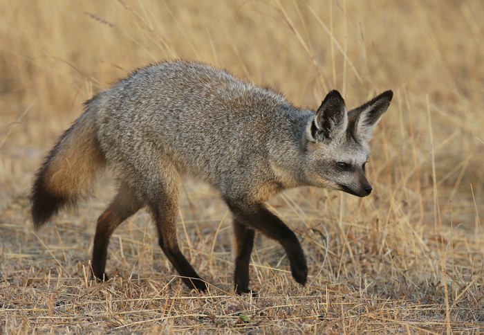 Bat-eared fox walking in dry grass