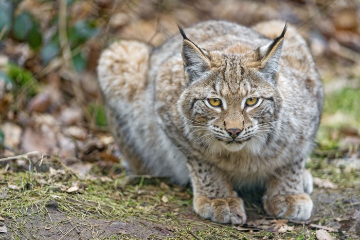 Lynx looking forward in forest