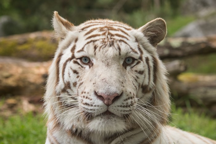 White Tiger with Blue Eyes