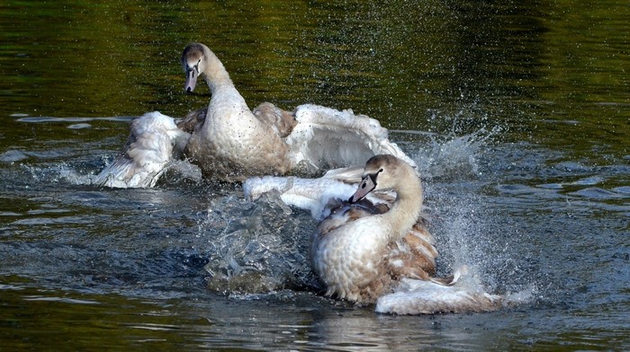 Two young swans splashing in the water