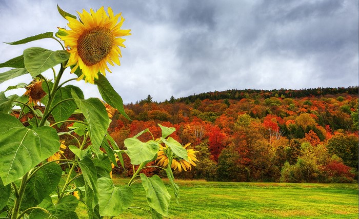 Sunflowers in Autumn Forest