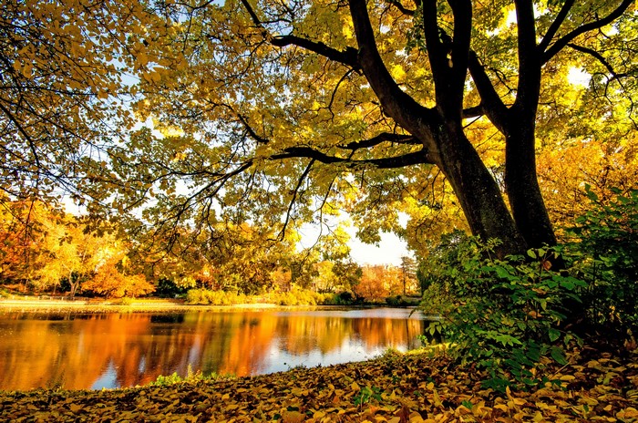 Autumn park with a lake and trees in yellow foliage