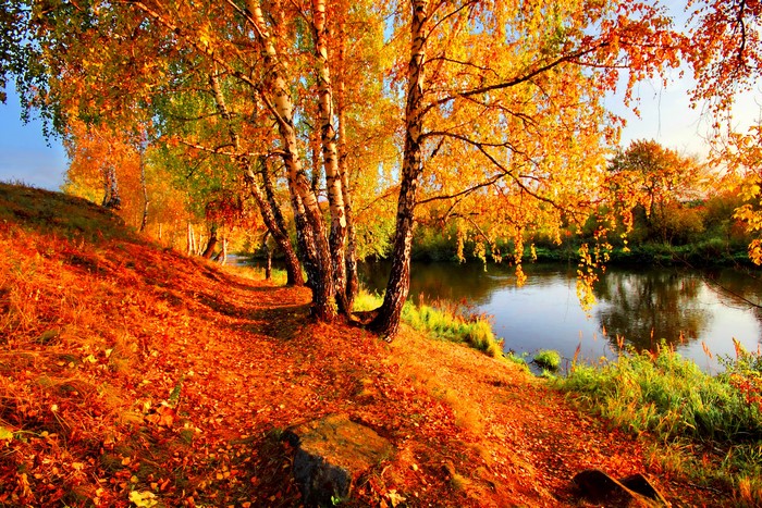 Autumn riverbank with birch trees and fallen leaves