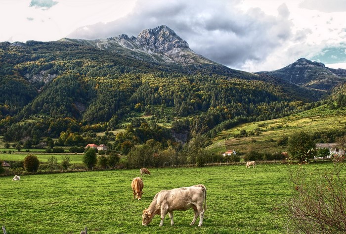 Cows grazing in a green meadow with mountains in the background