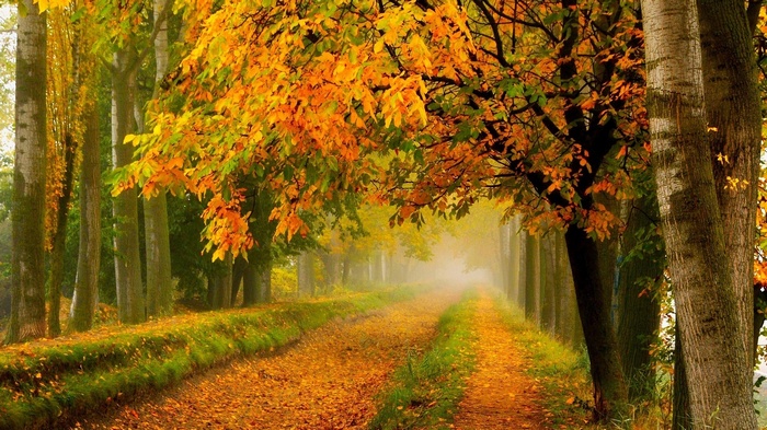 Autumn forest path with colorful leaves and fog