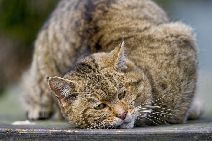 Scottish Wildcat resting on wood