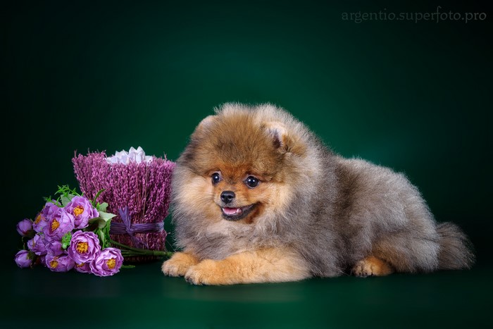 Pomeranian dog with flowers on a dark green background