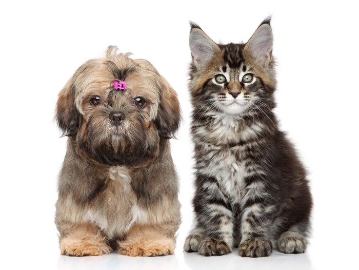 Shih Tzu puppy and Maine Coon kitten