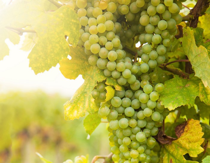Green grapes on a vine with leaves