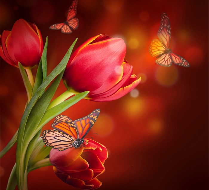 Red Tulips and Butterflies
