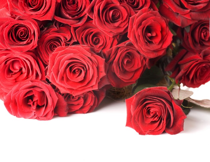 Many Red Roses
