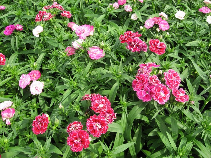 Many Carnations in Bloom