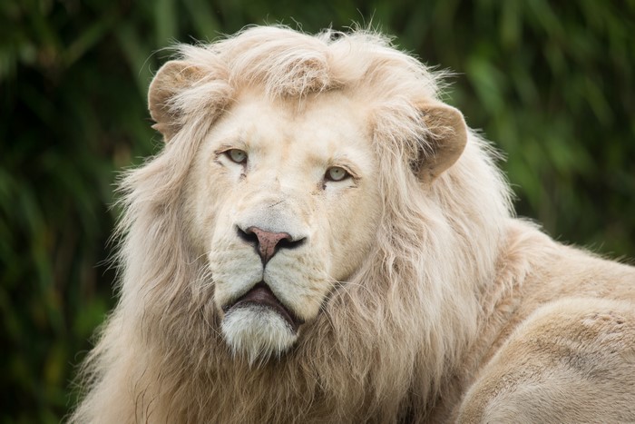 White Lion Close-up Portrait