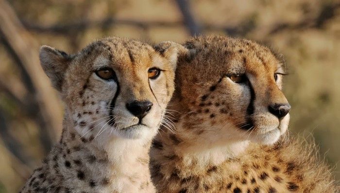Two cheetahs looking in different directions