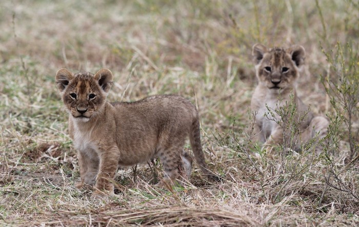 Two lion cubs in dry grass