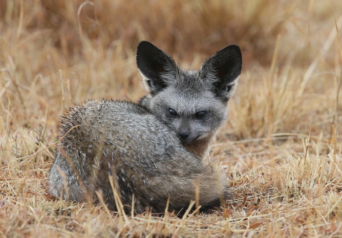Bat-eared fox lying in dry grass