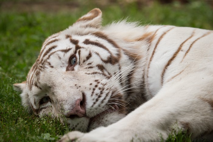 White Tiger Lying on Grass