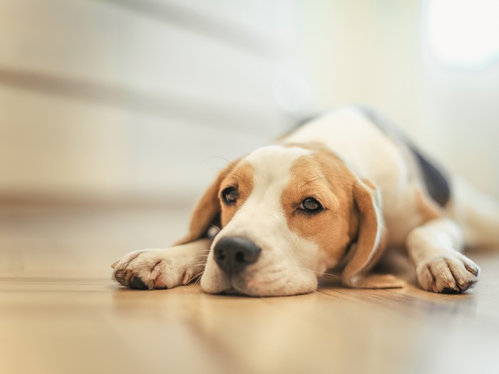 Beagle dog lying on the floor