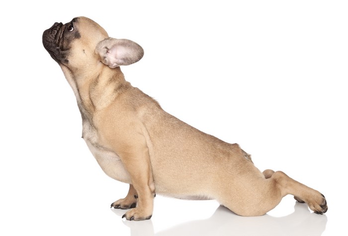 French Bulldog Puppy Sitting on White Background